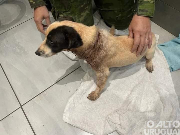 3º Batalhão Ambiental da Brigada Militar resgata cães em Seberi