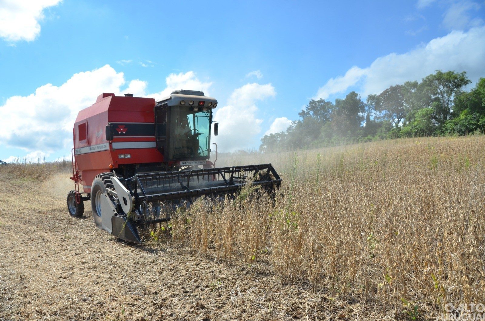 Produção de grãos de verão tem estimativa de aumento de 16,91%