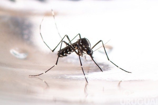 Com mais um óbito confirmado, RS registra 36 mortes pela doença