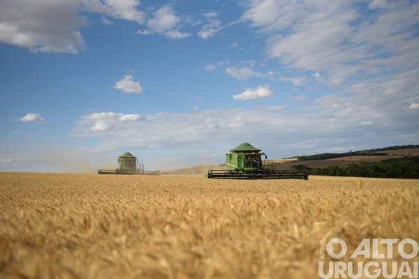 Pelo segundo ano consecutivo, produção nacional de trigo bate recorde
