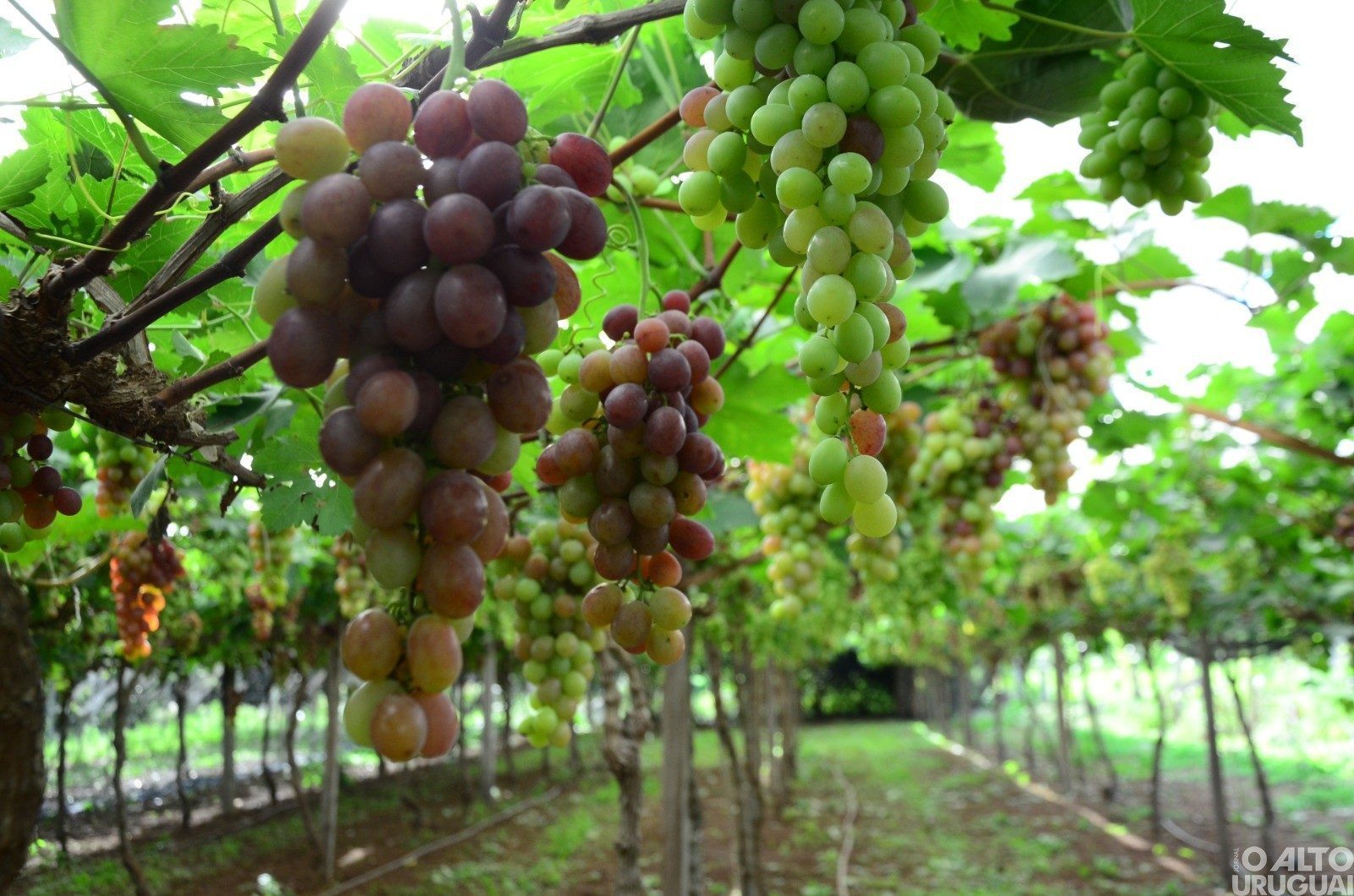Safra de uva 2023/2024 sofre com o clima atípico no RS