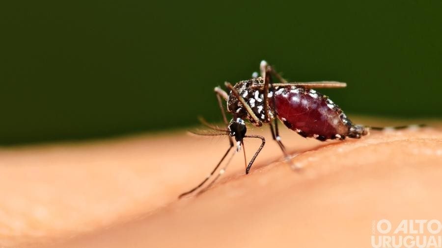 RS já soma 81 óbitos por dengue em 2024