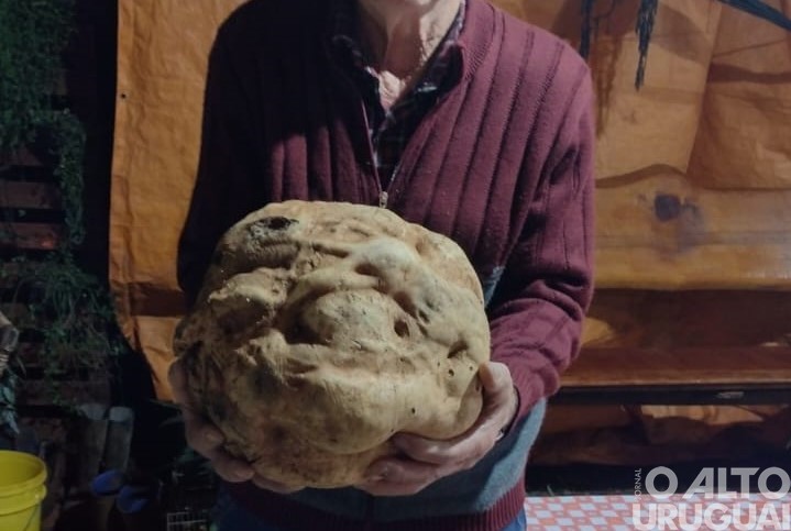 Produtor de Seberi colhe batata doce de 10kg