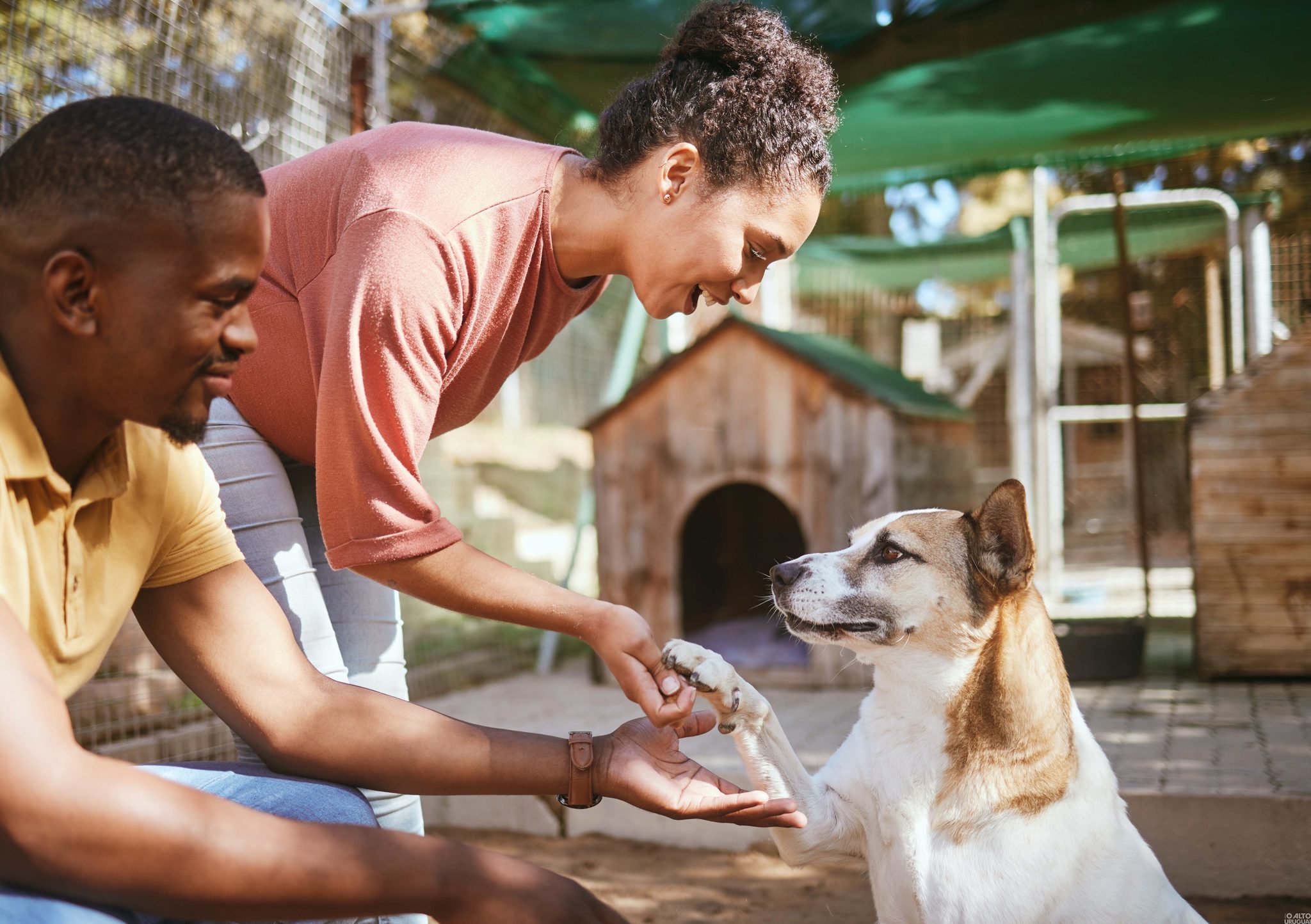 Primeira Feira de Adoção de Pets inicia sexta-feira em Iraí