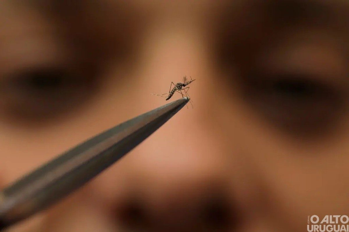 RS registra 256 óbitos por dengue em 2024