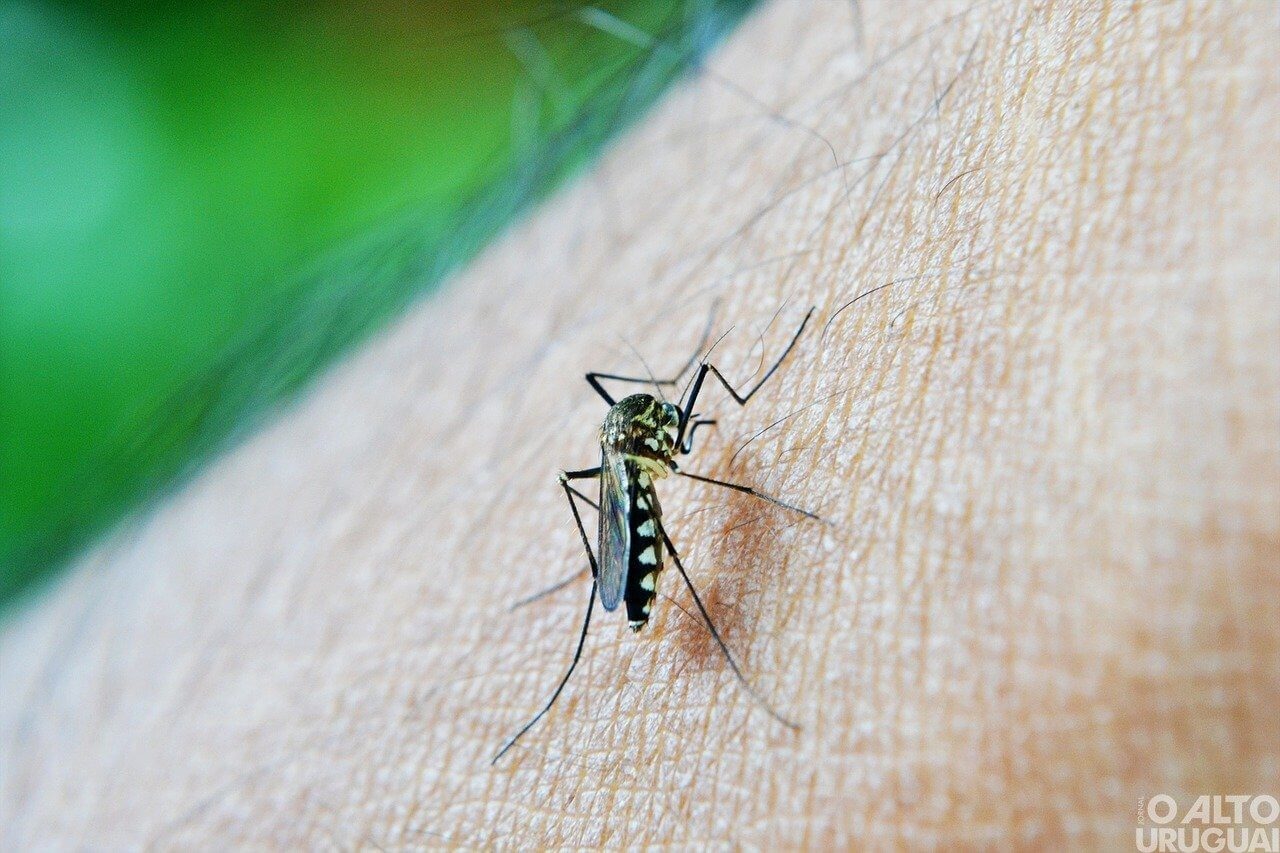 Pinhal: prefeitura intensifica combate ao Aedes aegypti