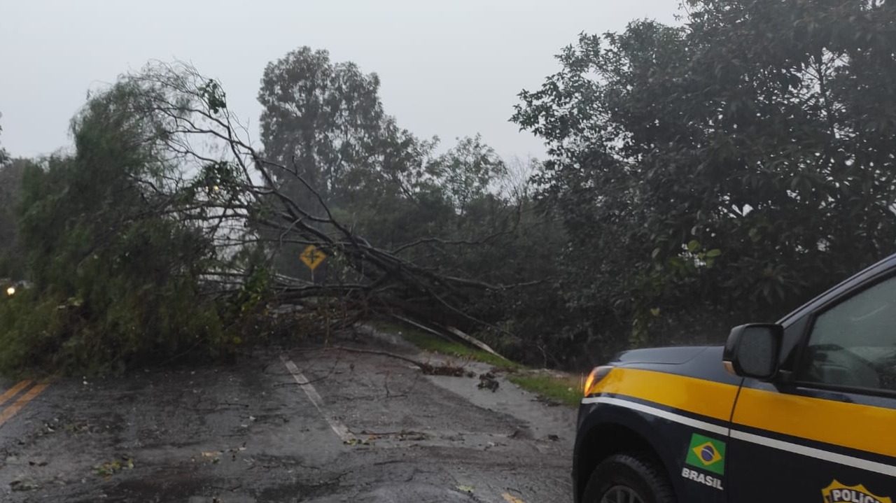 Chuva e vento causam alagamentos, estragos em estabelecimentos, destelhamentos e queda de árvores em FW