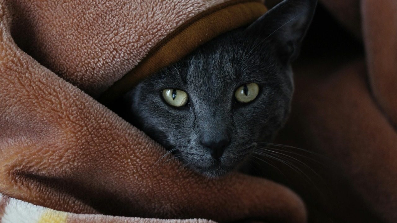 (Foto: Pexels/ Divulgação)