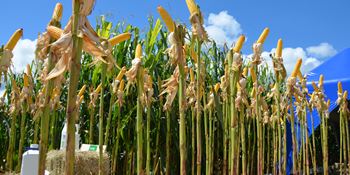 AgroConecta - 18/03