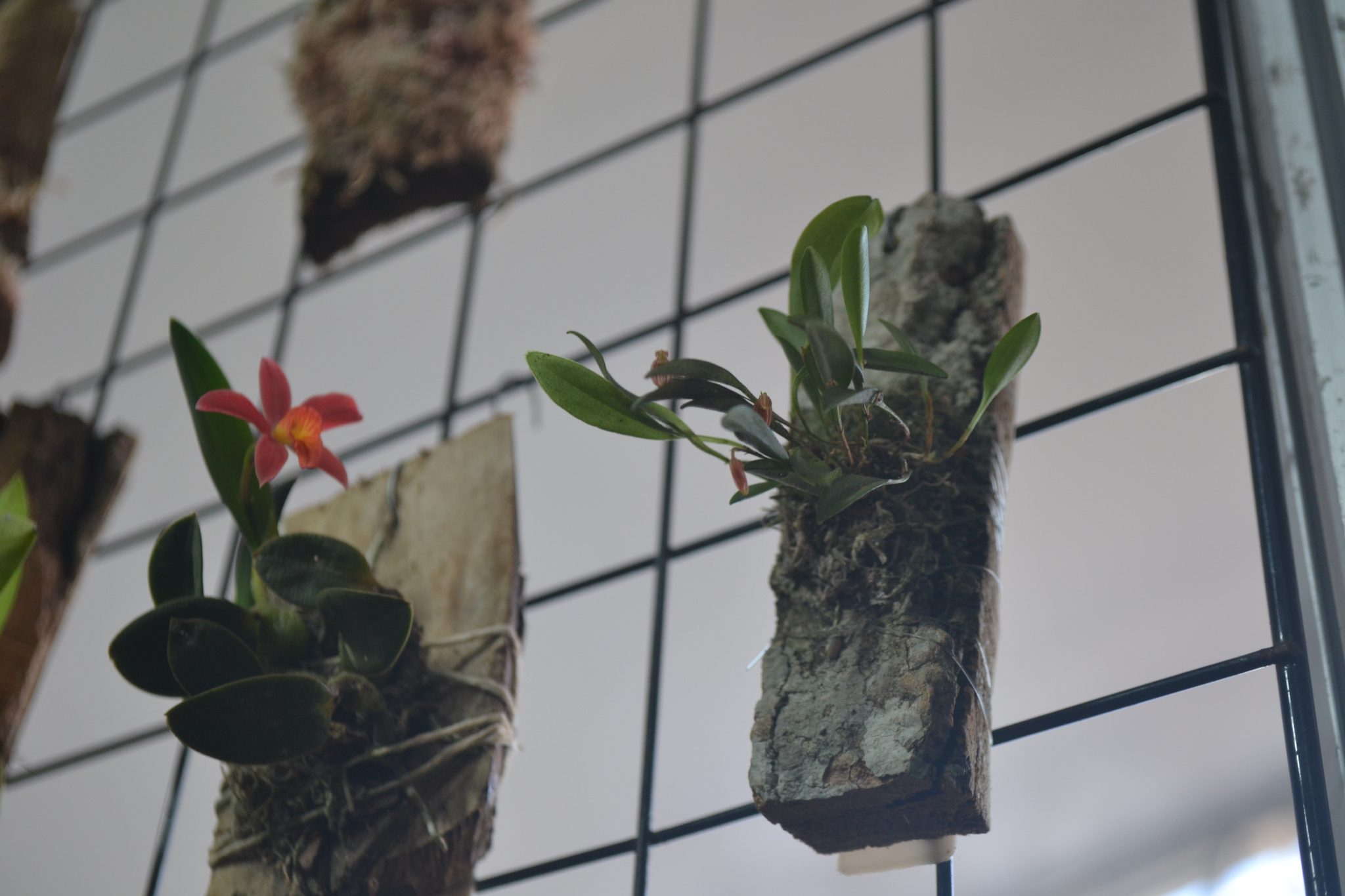 Feira Sabor Gaúcho - Seberi Agro Fest 2026