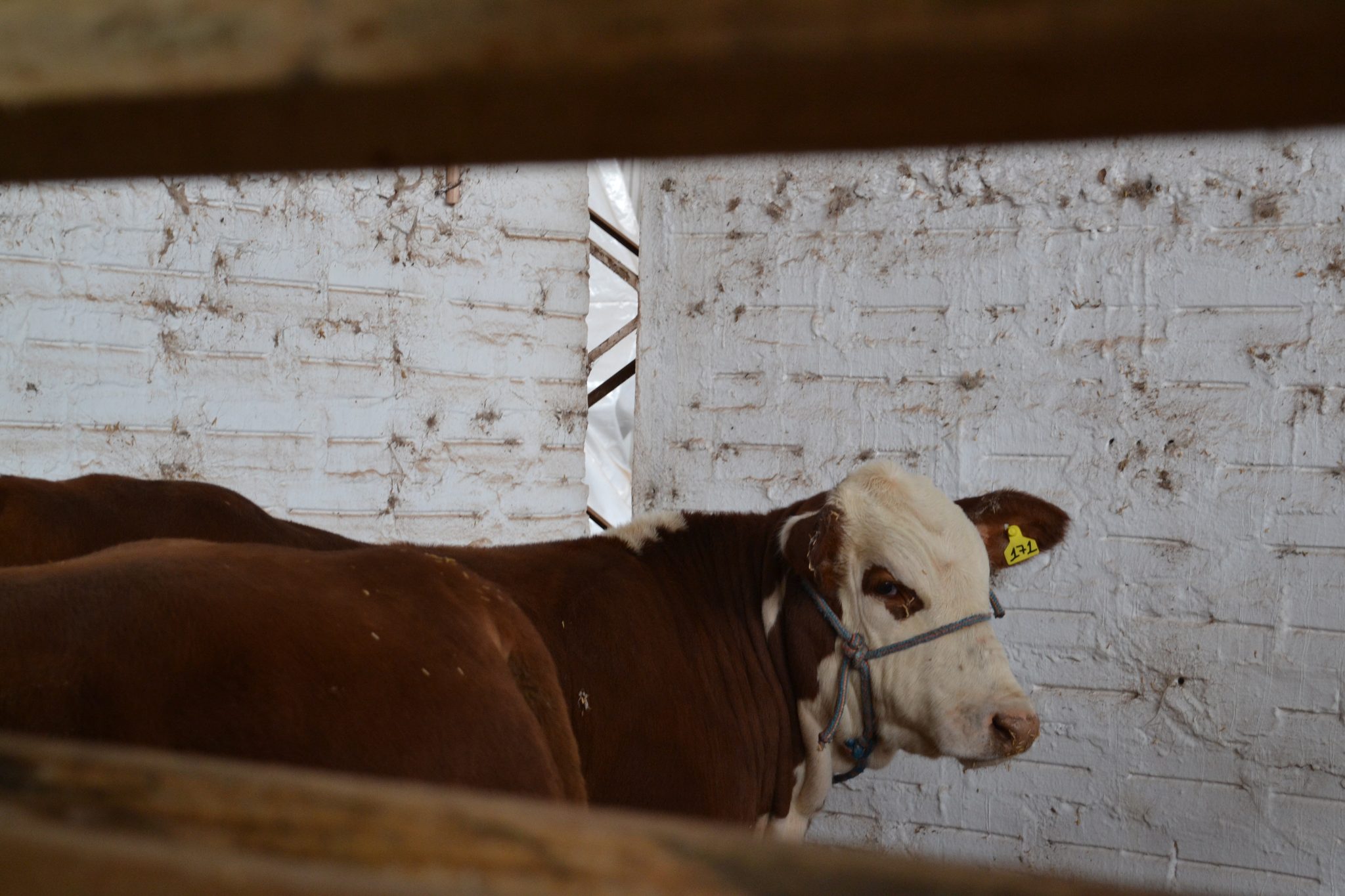 Facipal 2026 - sexta-feira, 22, em Palmitinho